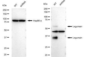 Western blotting analysis using Legumain antibody (ABIN7799247). (Recombinant LGMN 抗体)