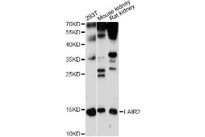 Western blot analysis of extracts of various cell lines, using LAIR2 antibody (ABIN6293062) at 1:1000 dilution. (LAIR2 抗体)