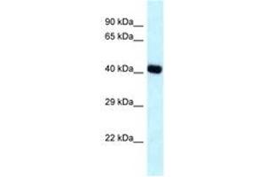 Image no. 1 for anti-Branched Chain Amino-Acid Transaminase 2, Mitochondrial (BCAT2) (AA 23-72) antibody (ABIN6747708) (BCAT2 抗体  (AA 23-72))