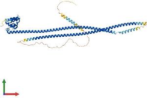 AlphaFold protein structure predicition of Mouse Recombinant Card9 Protein, UniprotID A2AIV8