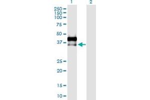 Western Blot analysis of AREG expression in transfected 293T cell line by AREG MaxPab polyclonal antibody. (Amphiregulin 抗体  (AA 1-252))