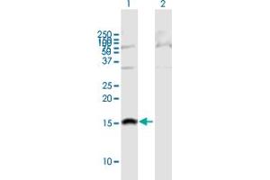 Western Blot analysis of SH2D1B expression in transfected 293T cell line by SH2D1B MaxPab polyclonal antibody. (SH2D1B 抗体  (AA 1-132))