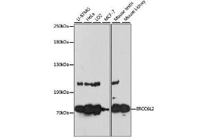 Western blot analysis of extracts of various cell lines, using ERCC6L2 antibody. (ERCC6L2 抗体)