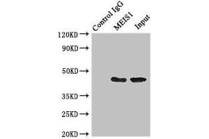 Immunoprecipitating MEIS1 in K562 whole cell lysate Lane 1: Rabbit control IgG (1 μg) instead of ABIN7155782 in K562 whole cell lysate. (MEIS1 抗体  (AA 1-90))