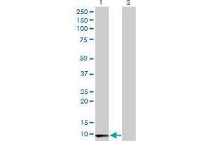 Western Blot analysis of LY6E expression in transfected 293T cell line by LY6E MaxPab polyclonal antibody. (LY6E 抗体  (AA 1-131))