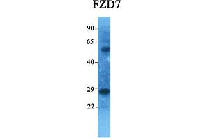 Western Blotting (WB) image for anti-Frizzled Family Receptor 7 (FZD7) (C-Term) antibody (ABIN2776708)