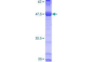 CDH26 Protein (AA 1-165) (GST tag)