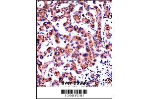 HRH1 Antibody immunohistochemistry analysis in formalin fixed and paraffin embedded human liver tissue followed by peroxidase conjugation of the secondary antibody and DAB staining. (HRH1 抗体  (AA 273-301))