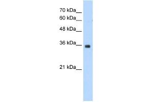 WB Suggested Anti-MORF4L2 Antibody Titration:  1. (MORF4L2 抗体  (N-Term))