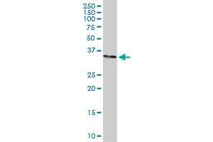 STX1A MaxPab rabbit polyclonal antibody. (STX1A 抗体  (AA 1-251))