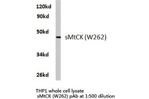 Western blot (WB) analysis of sMtCK antibody in extracts from THP1 cells. (CKMT2 抗体)