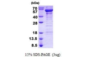 Image no. 1 for TRAF Family Member-Associated NFKB Activator (TANK) protein (His tag) (ABIN1098532) (TANK Protein (His tag))
