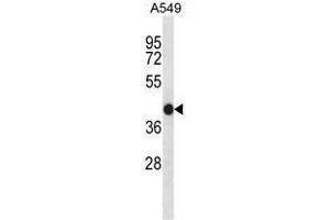 ACTA1/alpha-actin Antibody (C-term) western blot analysis in A549 cell line lysates (35ug/lane). (Actin 抗体  (C-Term))