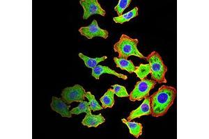 Immunofluorescence analysis of HL-7702 cells using ARF1 mouse mAb (green). (ARF1 抗体  (AA 76-182))