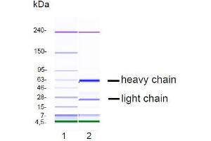 CGE analysis of purified NJ-5C9 monoclonal antibody. (Chromogranin A 抗体)