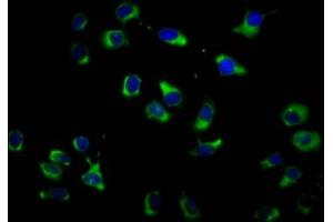 Immunofluorescence staining of A549 cells with ABIN7162239 at 1:100, counter-stained with DAPI. (OPN3 抗体  (AA 313-402))