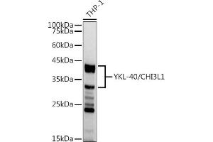 Western blot analysis of extracts of THP-1 cells, using YKL-40/CHI3L1 antibody (ABIN7266328) at 1:1000 dilution. (CHI3L1 抗体)