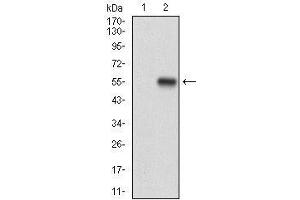 Western blot analysis using APP mAb against HEK293 (1) and APP (AA: 483-699)-hIgGFc transfected HEK293 (2) cell lysate. (APP 抗体  (AA 483-699))