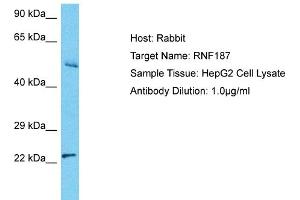 Host: Rabbit Target Name: RNF187 Sample Tissue: Human HepG2 Whole Cell Antibody Dilution: 1ug/ml