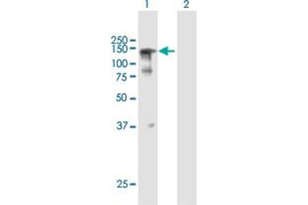 SFRS14 Antikörper  (AA 1-988)