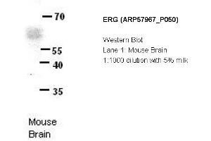 Image no. 2 for anti-ERG, ETS transcription factor (ERG) (N-Term) antibody (ABIN2787485) (ERG 抗体  (N-Term))