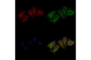 ABIN7094319 and ABIN7098366 staining HepG2 cells by IF/ICC.