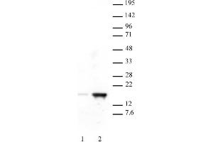 .Histone H3 acetyl Lys18 antibody tested by Western blot. A549 whole-cell extract (20 µg per lane) probed with Histone H3 acetyl Lys18 antibody (0.5 µg/ml).     Lane 1: Untreated cells.     Lane 2: Cells treated with Trichostatin A. (Histone 3 抗体  (H3K18ac))