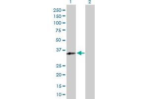 Western Blot analysis of RFXAP expression in transfected 293T cell line by RFXAP MaxPab polyclonal antibody. (RFXAP 抗体  (AA 1-272))