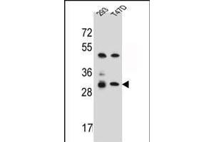 OR4P4 Antibody (C-term) (ABIN656306 and ABIN2845609) western blot analysis in 293,T47D cell line lysates (35 μg/lane). (OR4P4 抗体  (C-Term))