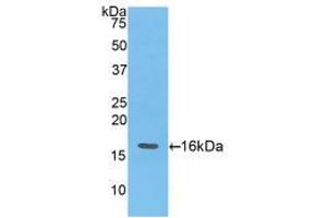 Western blot analysis of recombinant Mouse ANG. (ANG 抗体  (AA 25-145))
