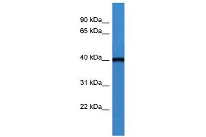 WB Suggested Anti-ASNA1 Antibody Titration: 0. (ASNA1 抗体  (C-Term))