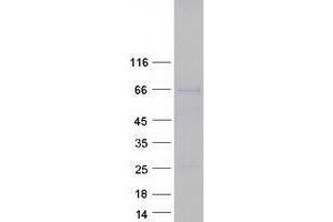 Western Blotting (WB) image for Torsin A Interacting Protein 2 (TOR1AIP2) protein (Myc-DYKDDDDK Tag) (ABIN2734027)