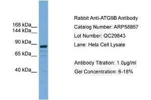 WB Suggested Anti-ATG9B  Antibody Titration: 0. (ATG9B 抗体  (C-Term))