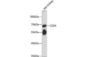 Western blot analysis of extracts of rat kidney, using FZD5 antibody (ABIN6131661, ABIN6140843, ABIN6140845 and ABIN6216524) at 1:3000 dilution. (FZD5 抗体  (AA 130-240))