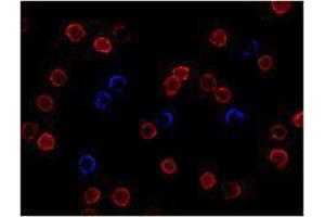 Immunofluorescence (IF) image for anti-CD3 (CD3) antibody (Alexa Fluor 647) (ABIN2657734) (CD3 抗体  (Alexa Fluor 647))