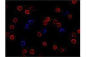 Immunofluorescence (IF) image for anti-CD3 (CD3) antibody (Alexa Fluor 647) (ABIN2657733) (CD3 抗体  (Alexa Fluor 647))