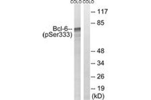 Western blot analysis of extracts from COLO205 cells treated with insulin 0. (BCL6 抗体  (pSer333))