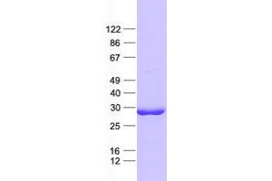 Validation with Western Blot