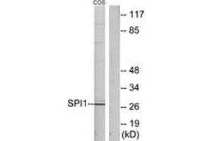 Western blot analysis of extracts from COS7 cells, using SPI1 Antibody. (SPI1 抗体  (AA 181-230))