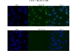 Immunofluorescence (IF) image for anti-Cleavage and Polyadenylation Specific Factor 6, 68kDa (CPSF6) (Middle Region) antibody (ABIN2779018)