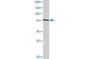 GOLGA1 MaxPab rabbit polyclonal antibody. (GOLGA1 抗体  (AA 1-767))