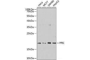 Western blot analysis of extracts of various cell lines using PPIC Polyclonal Antibody at dilution of 1:1000.