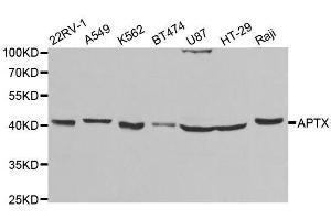 Western blot analysis of extracts of various cell lines, using APTX antibody. (Aprataxin 抗体  (AA 93-342))