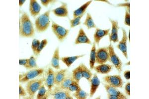 ICC testing of HeLa cells