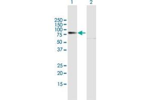 Western Blot analysis of PREP expression in transfected 293T cell line by PREP MaxPab polyclonal antibody. (PREP 抗体  (AA 1-710))
