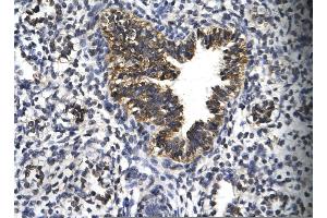 Rabbit Anti-EGR2 Antibody       Paraffin Embedded Tissue:  Human bronchiole epithelium   Cellular Data:  Epithelial cells of renal tubule  Antibody Concentration:   4. (EGR2 抗体  (C-Term))