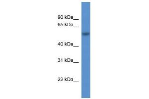 WB Suggested Anti-Rod1 Antibody Titration:  0. (PTBP3 抗体  (N-Term))