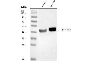 Western blot analysis of ATP1B2 using anti-ATP1B2 antibody (ABIN7599221).