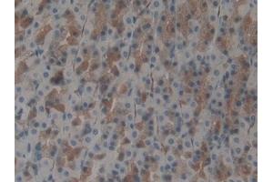 DAB staining on IHC-P; Samples: Rat Stomach Tissue (UBA7 抗体  (AA 249-517))