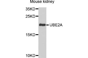 Western blot analysis of extracts of mouse kidney, using UBE2A antibody. (UBE2A 抗体)